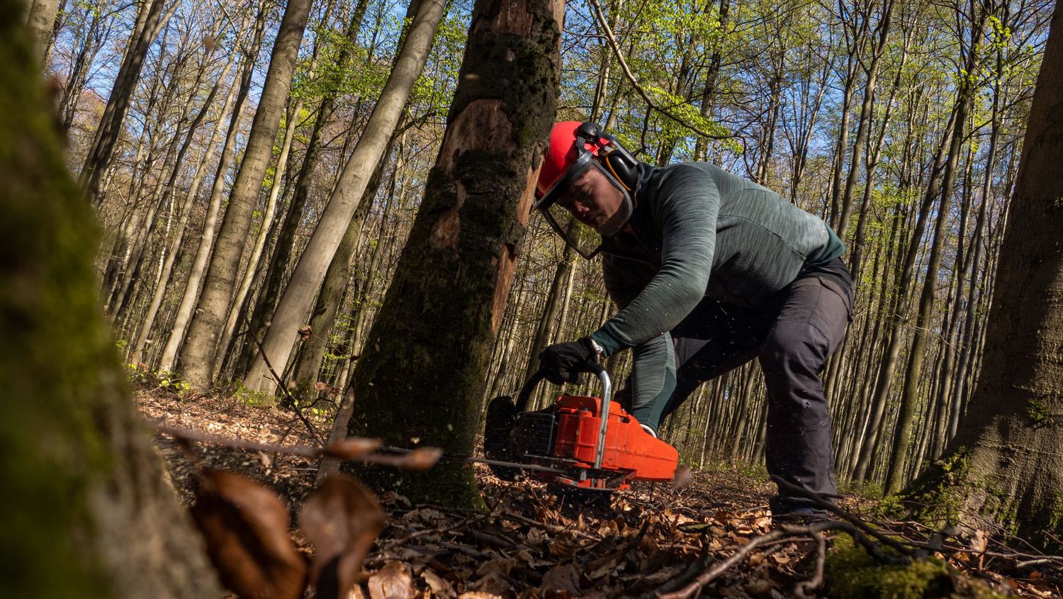 Chainsaw work on the ground in full protective kit — helmet, visor, ear defenders and cut-resistant trousers as standard.