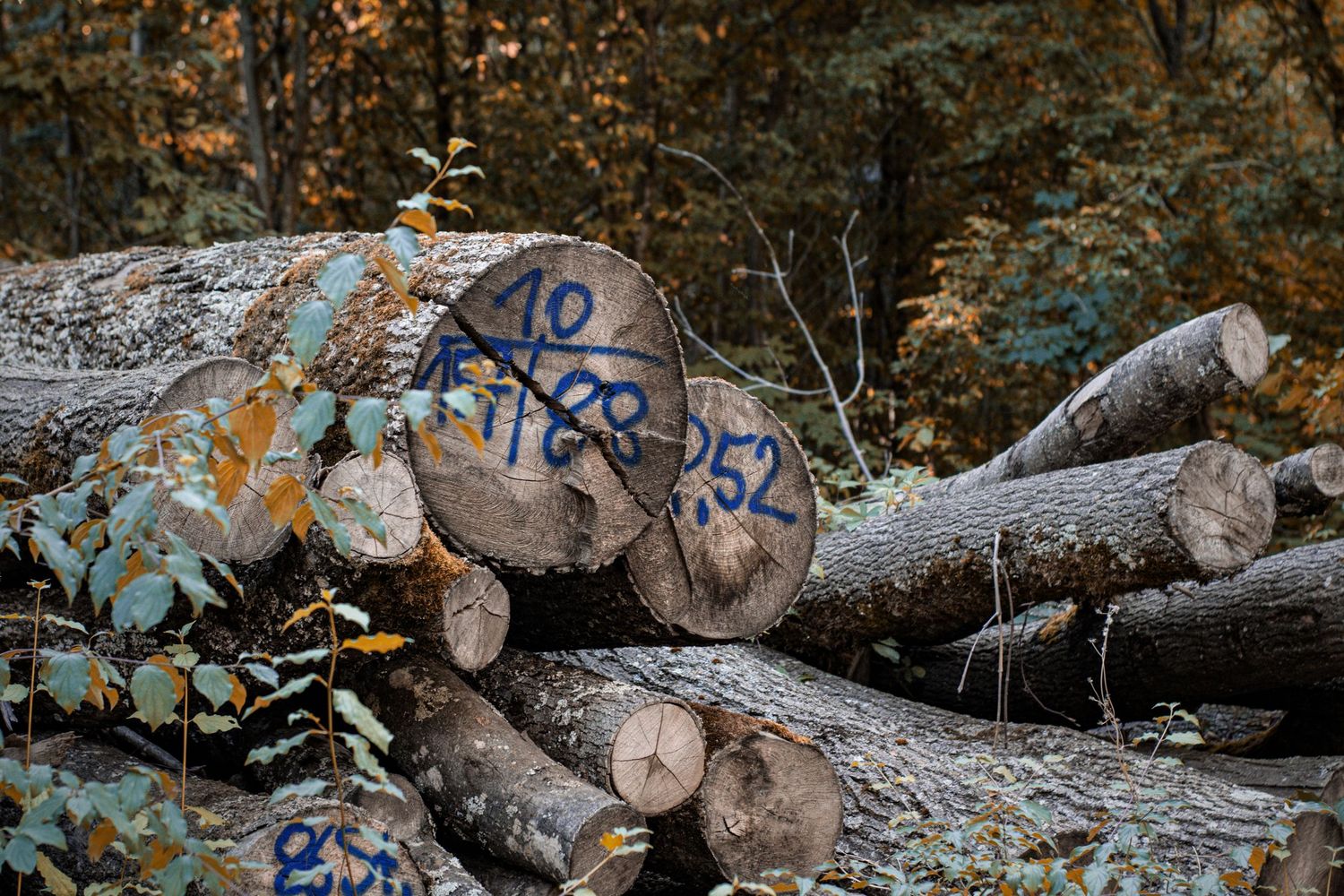 Cordwood stacked and marked up after a removal — cut to length ready for collection or for the fire.